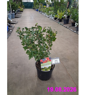 Ribes uva-crispa 'Hinnonmaeki Groen' C 5 L
